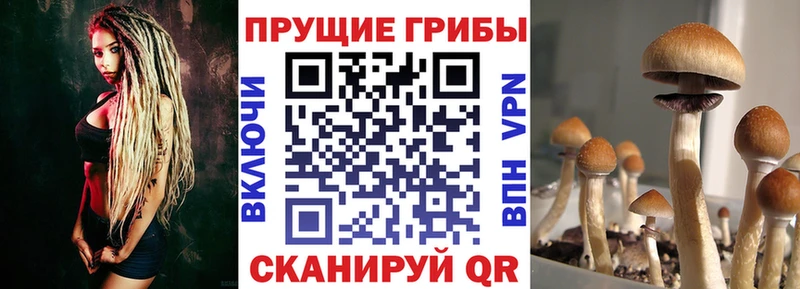 наркотики  Дубна  Галлюциногенные грибы Cubensis 